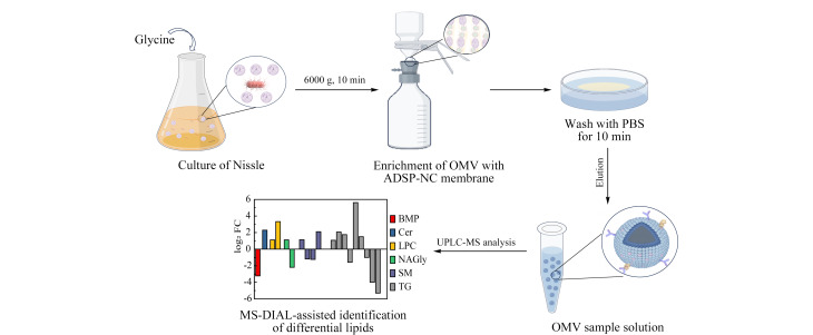 [Lipidomics analysis of glycine-induced bacterial outer membrane vesicles].