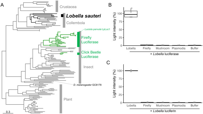 Biochemical basis of endogenous bioluminescent springtail Lobella sauteri (Collembola).