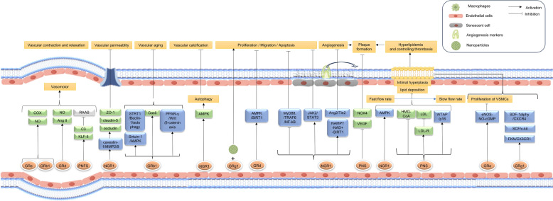 The integration of spear and shield: a panoramic analysis of the blood circulation-promoting and hemostatic effects of Panax notoginseng.