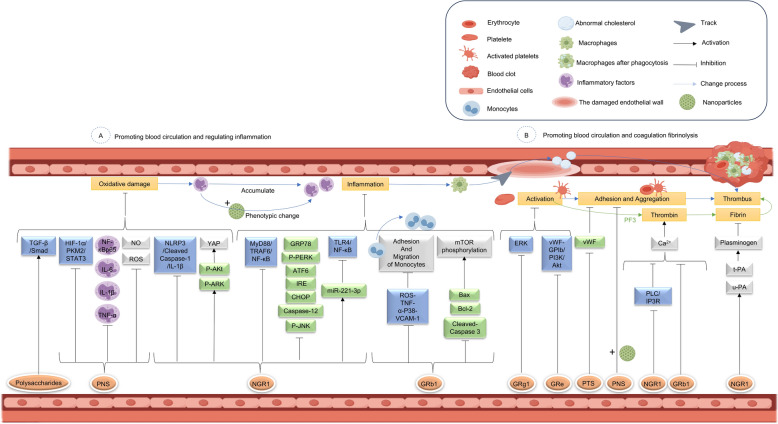 The integration of spear and shield: a panoramic analysis of the blood circulation-promoting and hemostatic effects of Panax notoginseng.