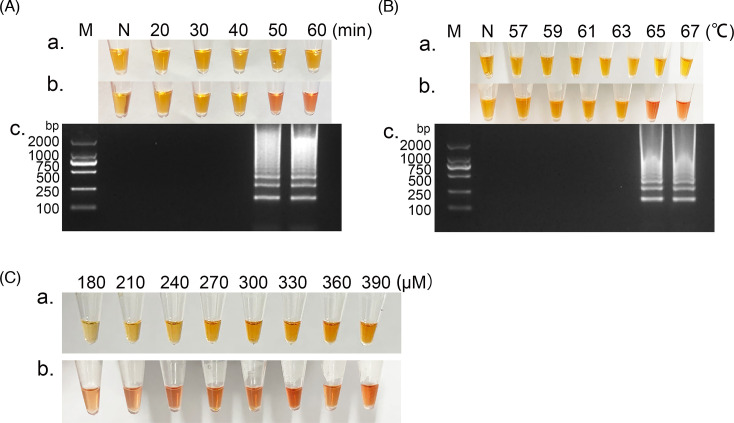 Development of a loop-mediated isothermal amplification assay for the rapid detection of Alongshan virus.