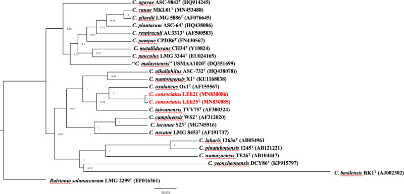 A new nodule-associated bacterium, Cupriavidus consociatus sp. nov. Isolated from the root nodules of Leucaena sp. and Arachis sp. growing in a cacao field in Chiapas, Mexico.