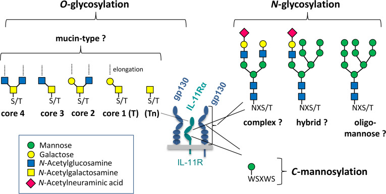 The biology of interleukin-6 family cytokines is regulated by glycosylation.