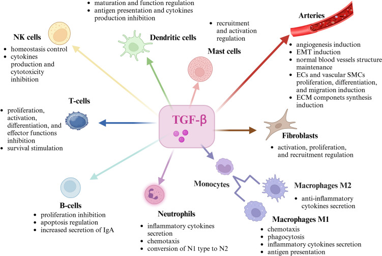 Impact of the Transforming Growth Factor β (TGF-β) on Brain Aneurysm Formation and Development: A Literature Review.