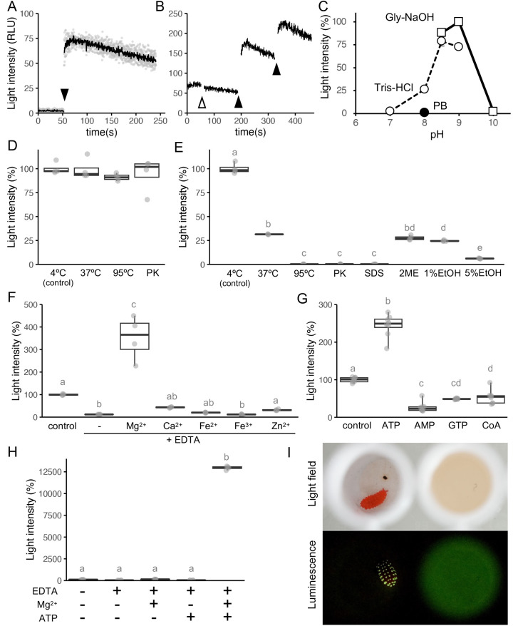 Biochemical basis of endogenous bioluminescent springtail Lobella sauteri (Collembola).
