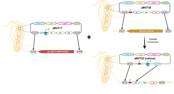 Metabolic engineering of Parageobacillus thermoglucosidasius for thermophilic production of 1-butanol.