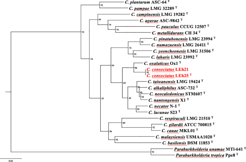 A new nodule-associated bacterium, Cupriavidus consociatus sp. nov. Isolated from the root nodules of Leucaena sp. and Arachis sp. growing in a cacao field in Chiapas, Mexico.