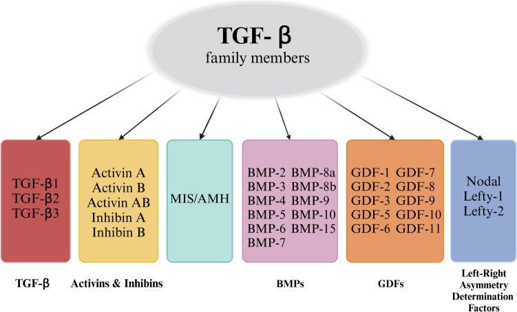 Impact of the Transforming Growth Factor β (TGF-β) on Brain Aneurysm Formation and Development: A Literature Review.