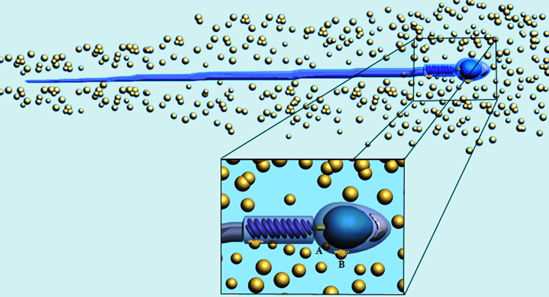 Engineered extracellular vesicles: a breakthrough approach to overcoming sperm cryopreservation challenges.