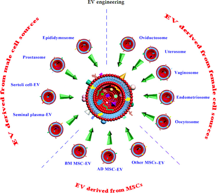 Engineered extracellular vesicles: a breakthrough approach to overcoming sperm cryopreservation challenges.
