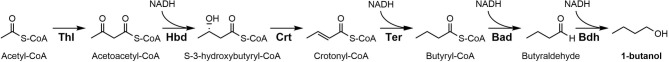 Metabolic engineering of Parageobacillus thermoglucosidasius for thermophilic production of 1-butanol.