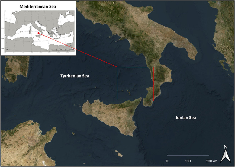 Eco-morphology of sagittal otoliths in five Macrouridae species from Central Mediterranean Sea.