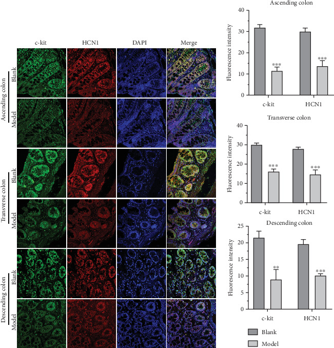 Changrun Formula Relieves Functional Constipation by Improving Intestinal Motility in Rats.