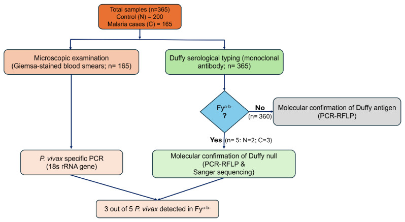 <i>Plasmodium vivax</i> Infections in Duffy-Negative Individuals: A Paradigm Shift in Indian Malaria Epidemiology.