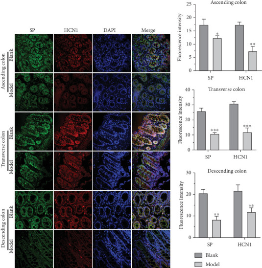 Changrun Formula Relieves Functional Constipation by Improving Intestinal Motility in Rats.