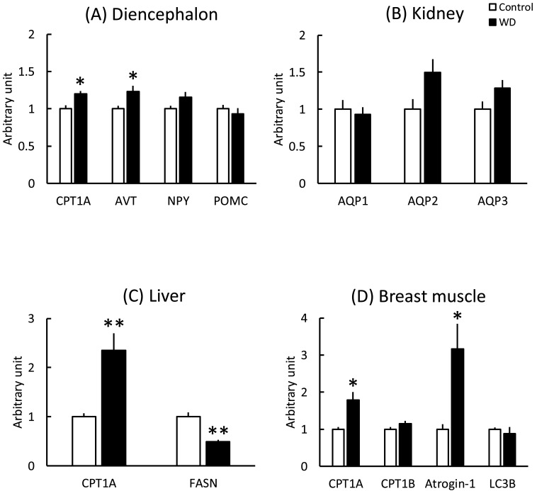 Osmotic Stress-induced Gene Expression in the Diencephalon, Kidney, Liver, and Breast Muscle of Chicks.