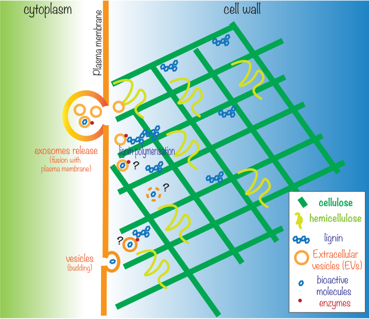 The role of plant extracellular vesicles in cell wall remodeling.