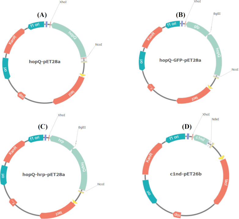 Development of Experimental Platforms to Assess Helicobacter pylori HopQ Interaction with Host CEACAM Molecules.