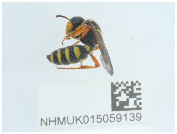 The genome sequence of the solitary wasp, <i>Cerceris ruficornis</i> (Fabricius, 1793).
