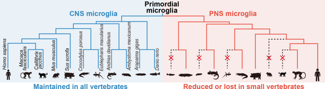 On the evolution of microglia.