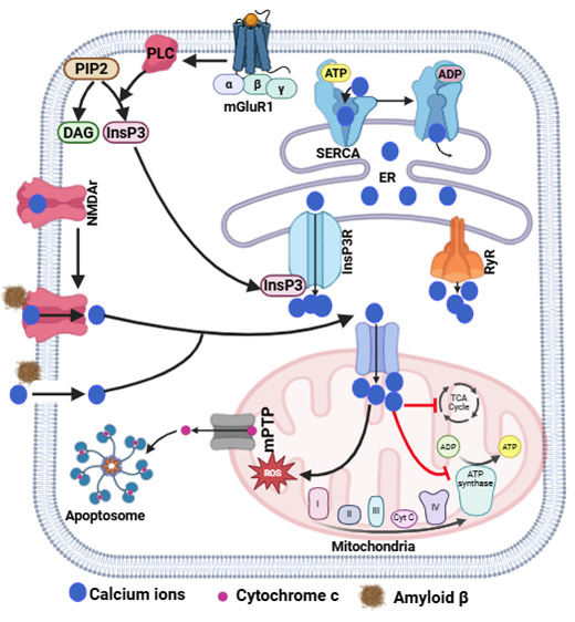 Impairment of Tricarboxylic Acid Cycle (TCA) Cycle in Alzheimer's Disease: Mechanisms, Implications, and Potential Therapies.