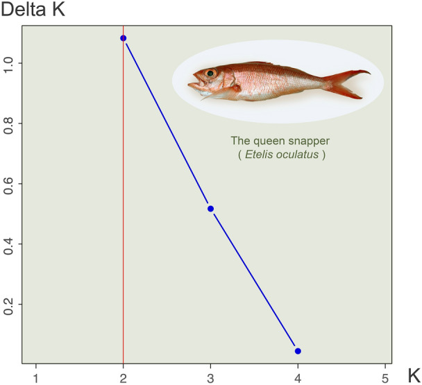 RAD-Seq-derived SNPs reveal no local population structure in the commercially important deep-sea queen snapper (<i>Etelis oculatus</i>) in Puerto Rico.