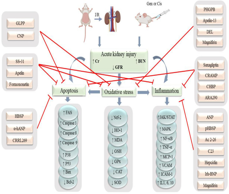 Effects of Peptides and Bioactive Peptides on Acute Kidney Injury: A Review Study.