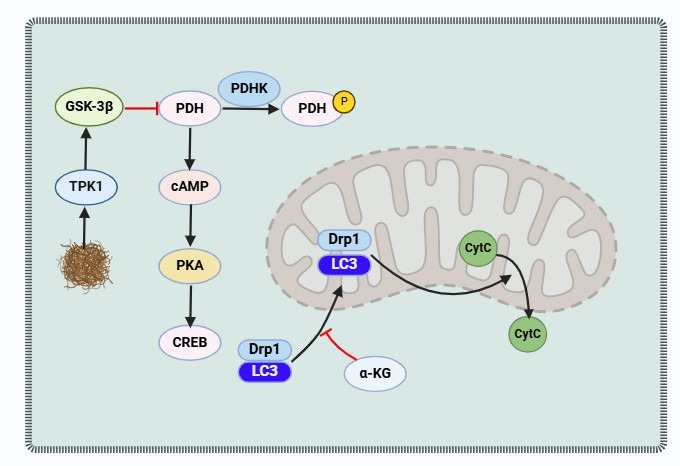 Impairment of Tricarboxylic Acid Cycle (TCA) Cycle in Alzheimer's Disease: Mechanisms, Implications, and Potential Therapies.