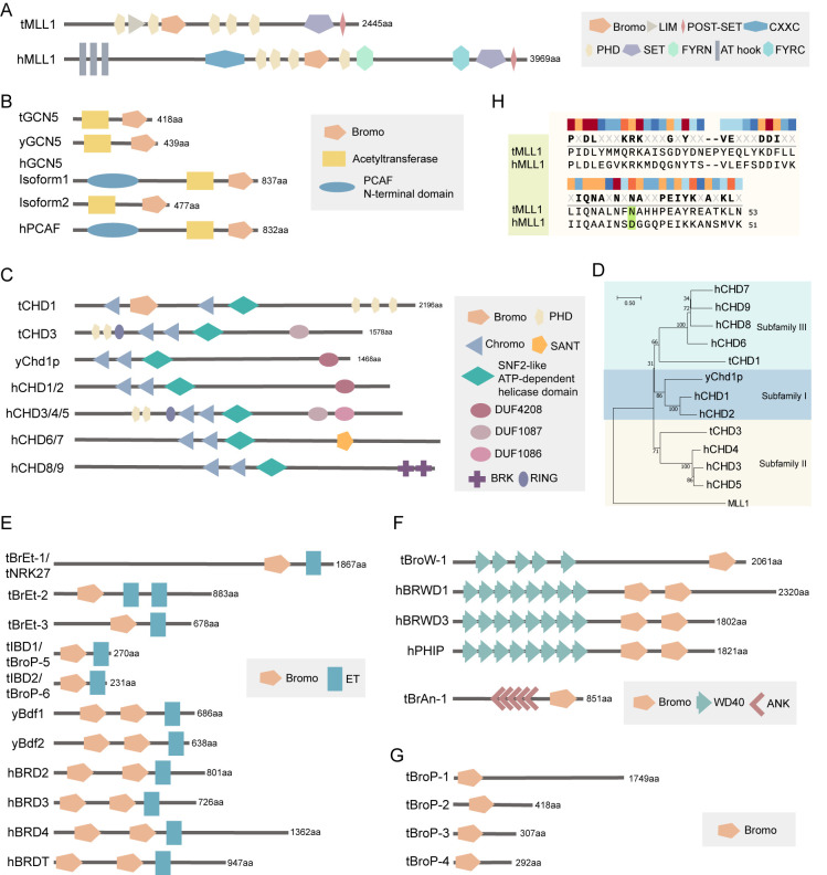 Bromodomain-containing proteins in the unicellular eukaryote <i>Tetrahymena thermophila</i>.