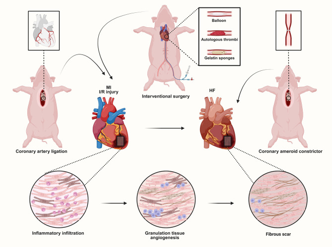 Cardiac rehabilitation in porcine models: Advances in therapeutic strategies for ischemic heart disease.