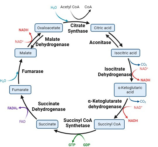 Impairment of Tricarboxylic Acid Cycle (TCA) Cycle in Alzheimer's Disease: Mechanisms, Implications, and Potential Therapies.