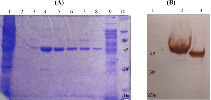 Development of Experimental Platforms to Assess Helicobacter pylori HopQ Interaction with Host CEACAM Molecules.