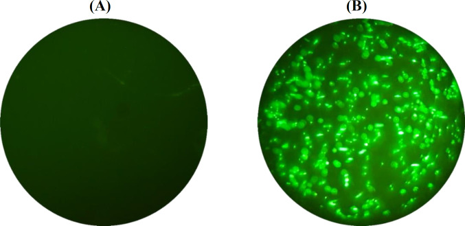 Development of Experimental Platforms to Assess Helicobacter pylori HopQ Interaction with Host CEACAM Molecules.