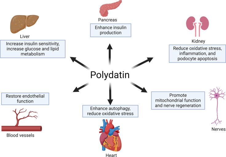 Potential role of polydatin in treating diabetes mellitus and diabetes-related chronic complications.