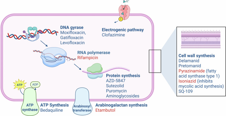 PET imaging of mycobacterial infection: transforming the pipeline for tuberculosis drug development.