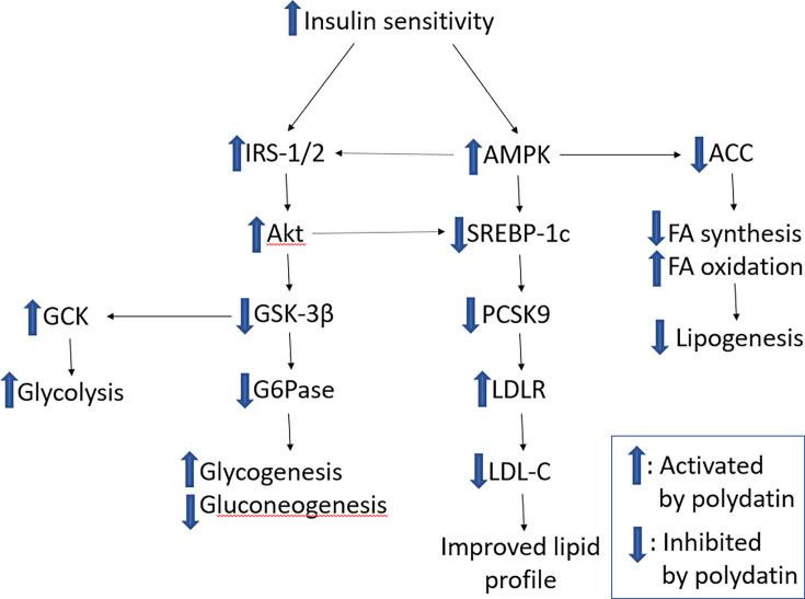 Potential role of polydatin in treating diabetes mellitus and diabetes-related chronic complications.