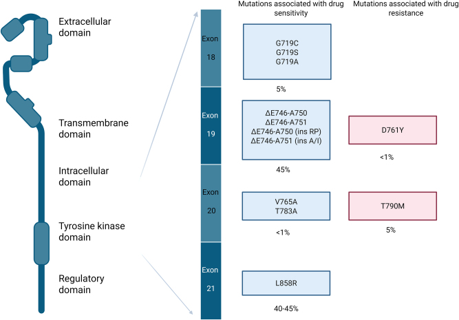 Integrating ctDNA testing for <i>EGFR</i> analysis in advanced non-small cell lung cancer: strategies for clinical laboratories.