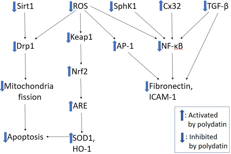 Potential role of polydatin in treating diabetes mellitus and diabetes-related chronic complications.