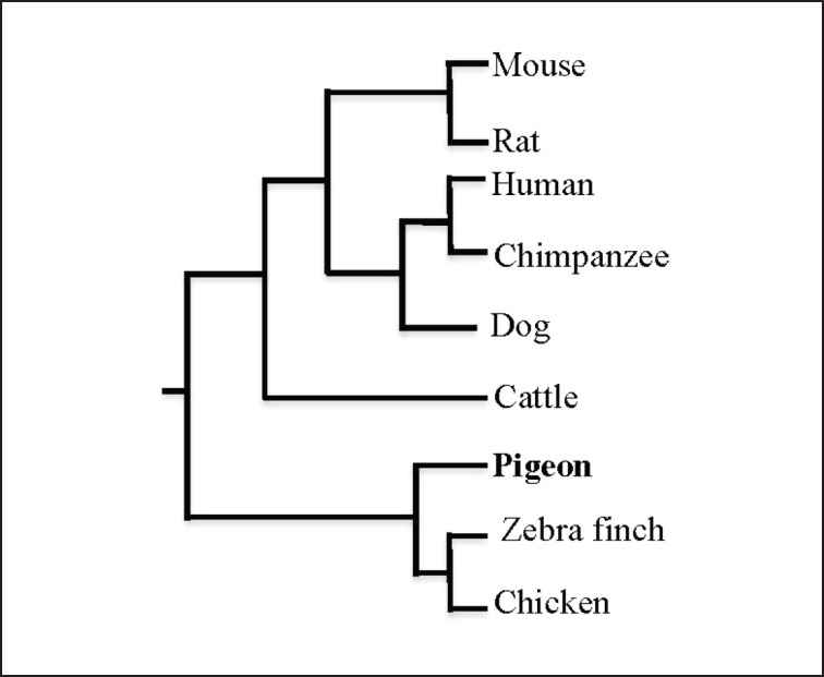 GluN2B mRNA expression and molecular sequence in the brain of pigeons (<i>Columba livia</i>).