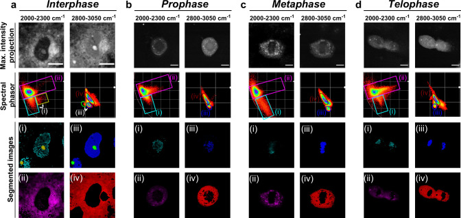 Unmixing Hyperspectral SRS Images in the Cell-Silent Region of the Raman Spectrum Using Phasor Analysis.