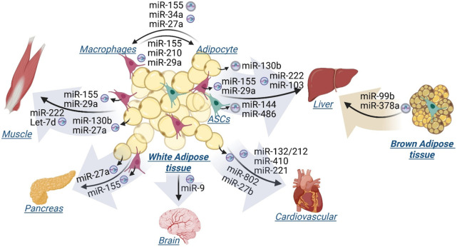 Adipose Tissue-Derived Extracellular Vesicle MicroRNAs: Diagnostic Biomarkers for the Pathophysiology Associated with Obesity.