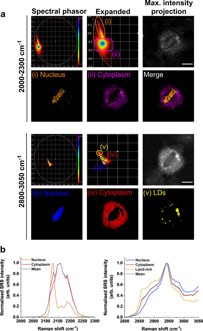 Unmixing Hyperspectral SRS Images in the Cell-Silent Region of the Raman Spectrum Using Phasor Analysis.