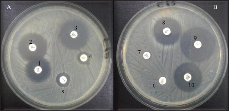 Molecular identification of antibiotic-resistant and virulent <i>Escherichia coli and Staphylococcus aureus</i> isolated from dogs in Southern Benin.
