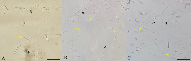 Developing a simple universal hypo-osmotic swelling test (HOST) for assessing sperm membrane integrity in pigs, rabbits, and goats.
