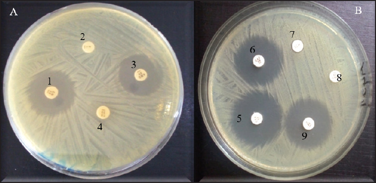 Molecular identification of antibiotic-resistant and virulent <i>Escherichia coli and Staphylococcus aureus</i> isolated from dogs in Southern Benin.