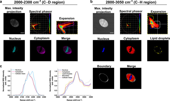 Unmixing Hyperspectral SRS Images in the Cell-Silent Region of the Raman Spectrum Using Phasor Analysis.