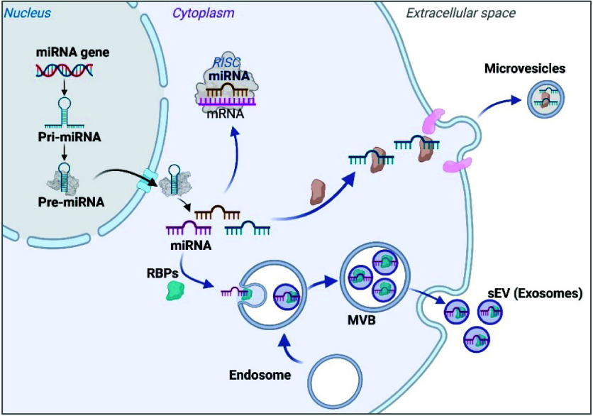Adipose Tissue-Derived Extracellular Vesicle MicroRNAs: Diagnostic Biomarkers for the Pathophysiology Associated with Obesity.
