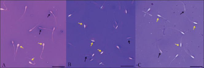 Developing a simple universal hypo-osmotic swelling test (HOST) for assessing sperm membrane integrity in pigs, rabbits, and goats.