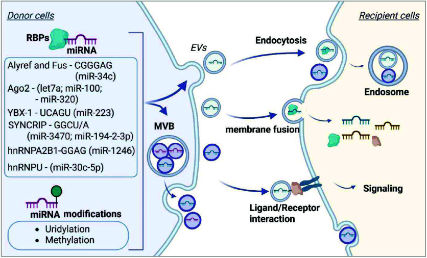 Adipose Tissue-Derived Extracellular Vesicle MicroRNAs: Diagnostic Biomarkers for the Pathophysiology Associated with Obesity.