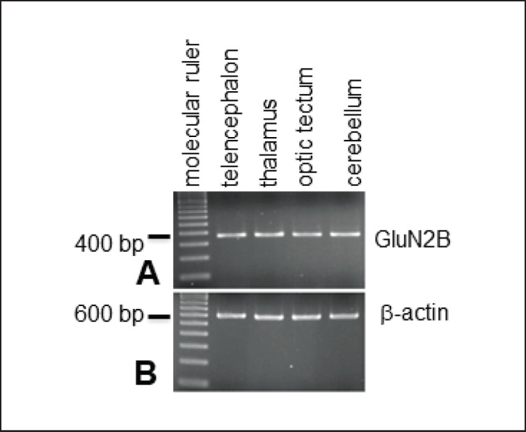 GluN2B mRNA expression and molecular sequence in the brain of pigeons (<i>Columba livia</i>).